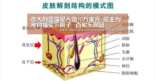 澳大利亚喵星人值10万美元 买主为宠物猫买下房子-百家乐网站(图4) 澳门百家乐