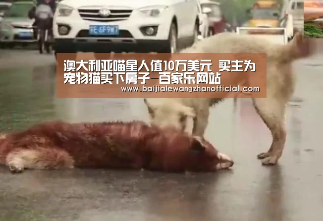 澳大利亚喵星人值10万美元 买主为宠物猫买下房子-百家乐网站(图3) 百家乐网站直播